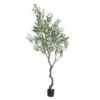 8' CROOKED TRUNK OLIVE TREE