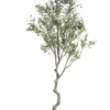 8' CROOKED TRUNK OLIVE TREE - Image 2