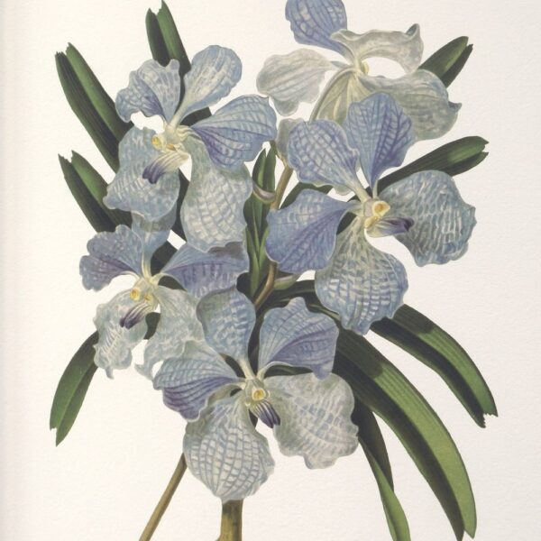 ORCHID BOTANICAL PRINTS SET - Image 2
