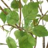 NIGRA BIRCH CENTERPIECE - Image 3
