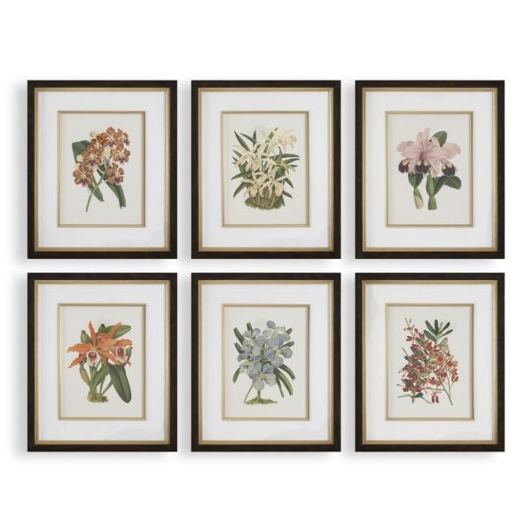 ORCHID BOTANICAL PRINTS SET